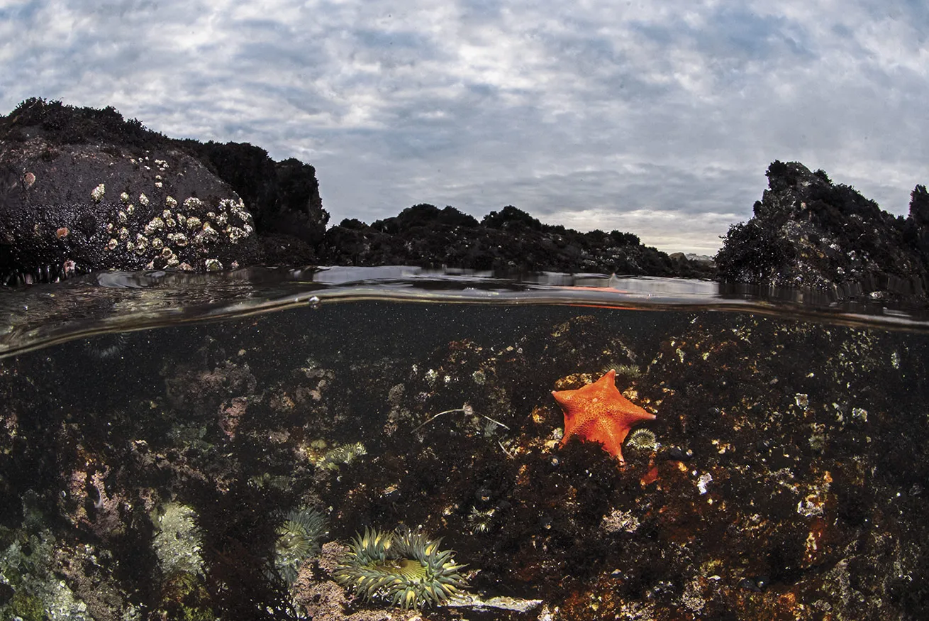 This tide pool split was captured using a Sony a7S III camera and Canon EF 8-15mm fisheye lens with a Metabones adapter.