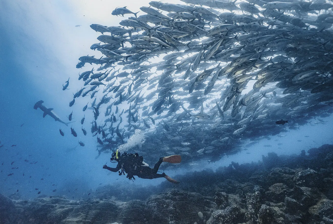 Nutrient-rich waters bring a bounty of life to Galapagos, making every dive unforgettable.