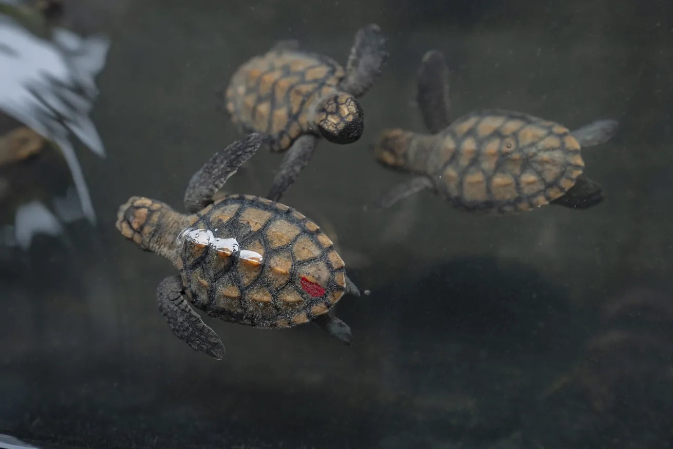 Turtle conservation initiatives are being developed on Providencia

