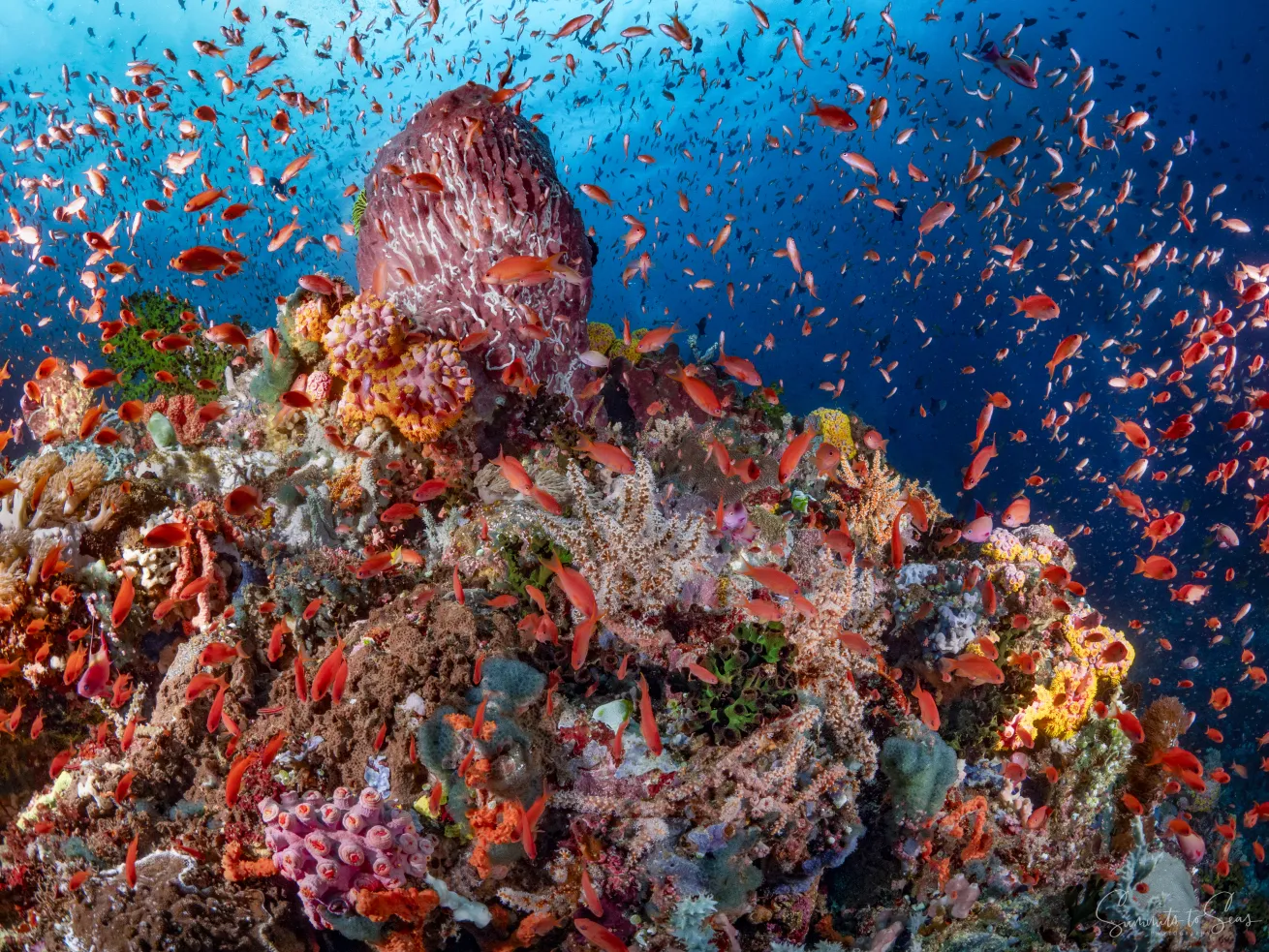 Scandi Divers offers guests access to the Philippines’ vibrant reefs and marine life.