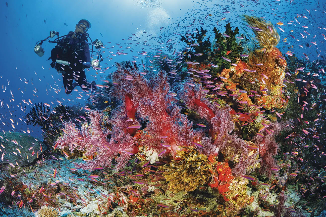 Schooling anthias and vibrant sponges, crinoids and corals coalesce into a stunning Fiji reefscape.
