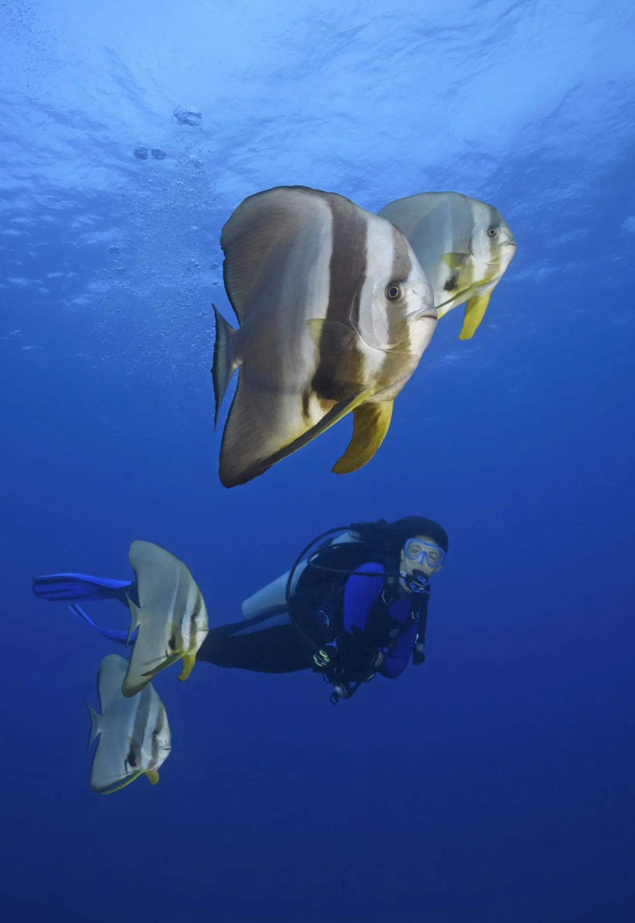 A quartet of teira batfish swims alongside a diver. Look for juveniles among floating debris; adults are inclined to be near seaweed.
