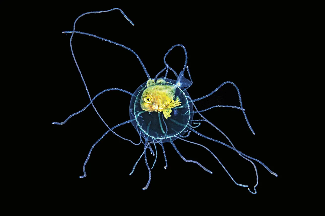 A juvenile jack shelters inside a jelly on a blackwater dive in the Philippines.