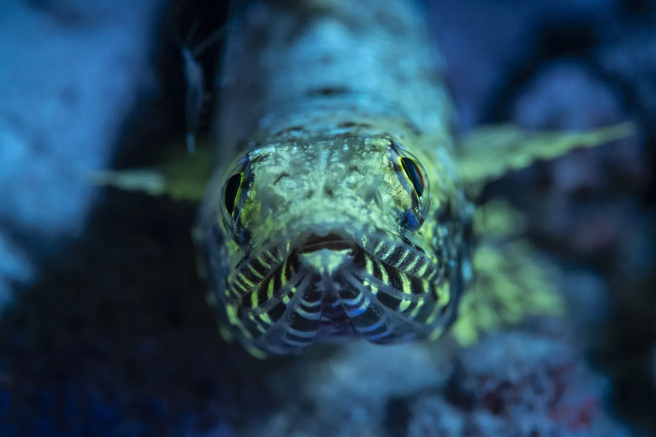 A lizardfish fluorescing under blue light on a night dive at Tuble. The psychedelic light emitted during biofluorescence is due to fluoroproteins in its tissues.