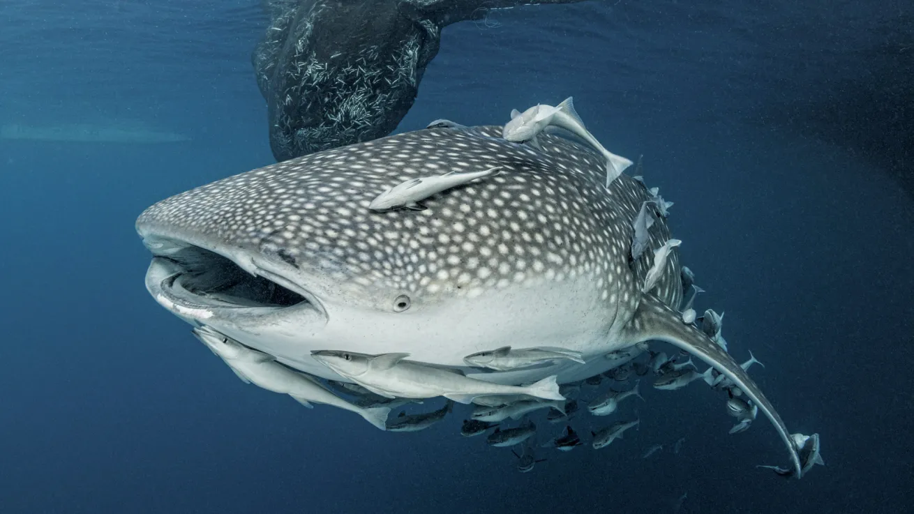 A whale shark, covered in remoras, swims beneath a bagan fishing platform in search of its next meal in Triton Bay, Indonesia.