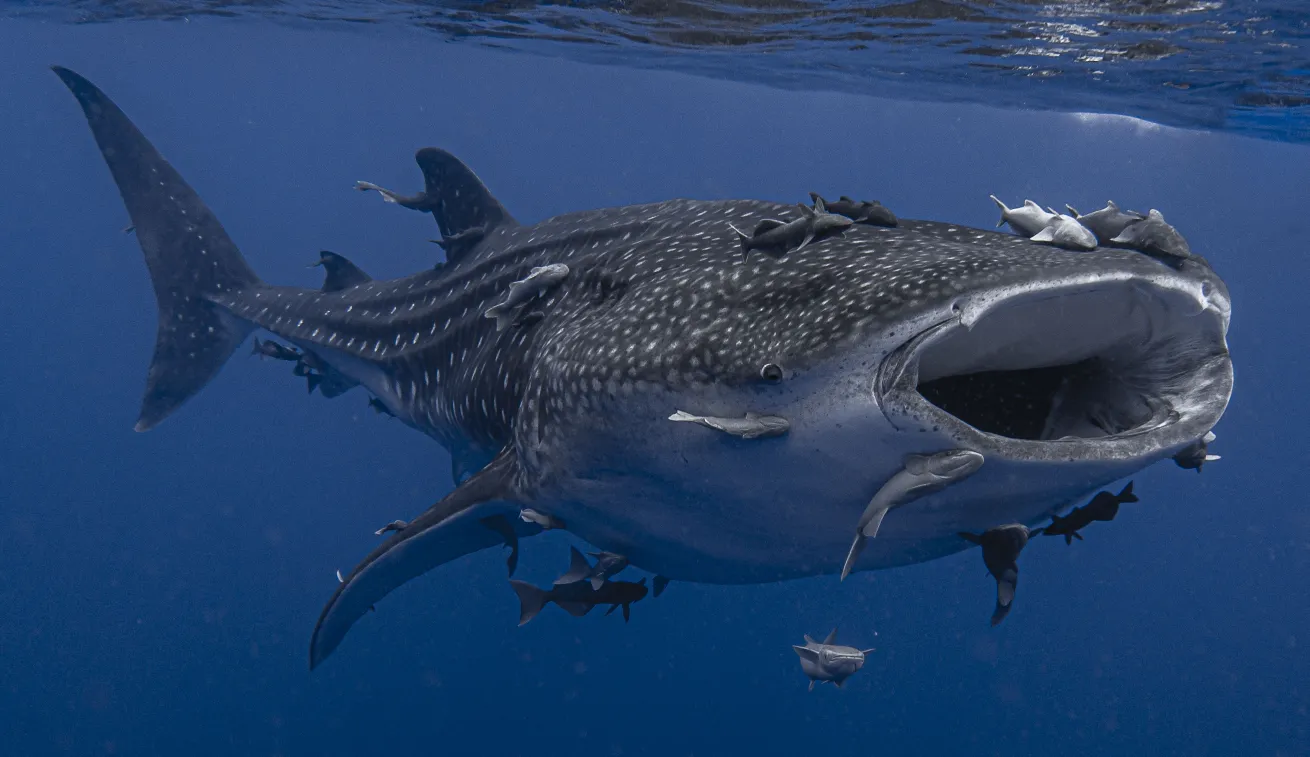 Whale sharks aggregate in the clear, subtropical waters off Saint Helena each summer.