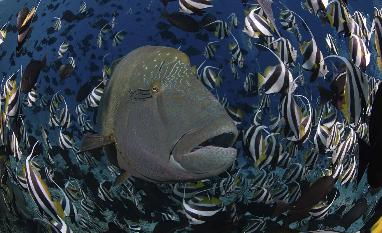 Location: Malé, Maldives

