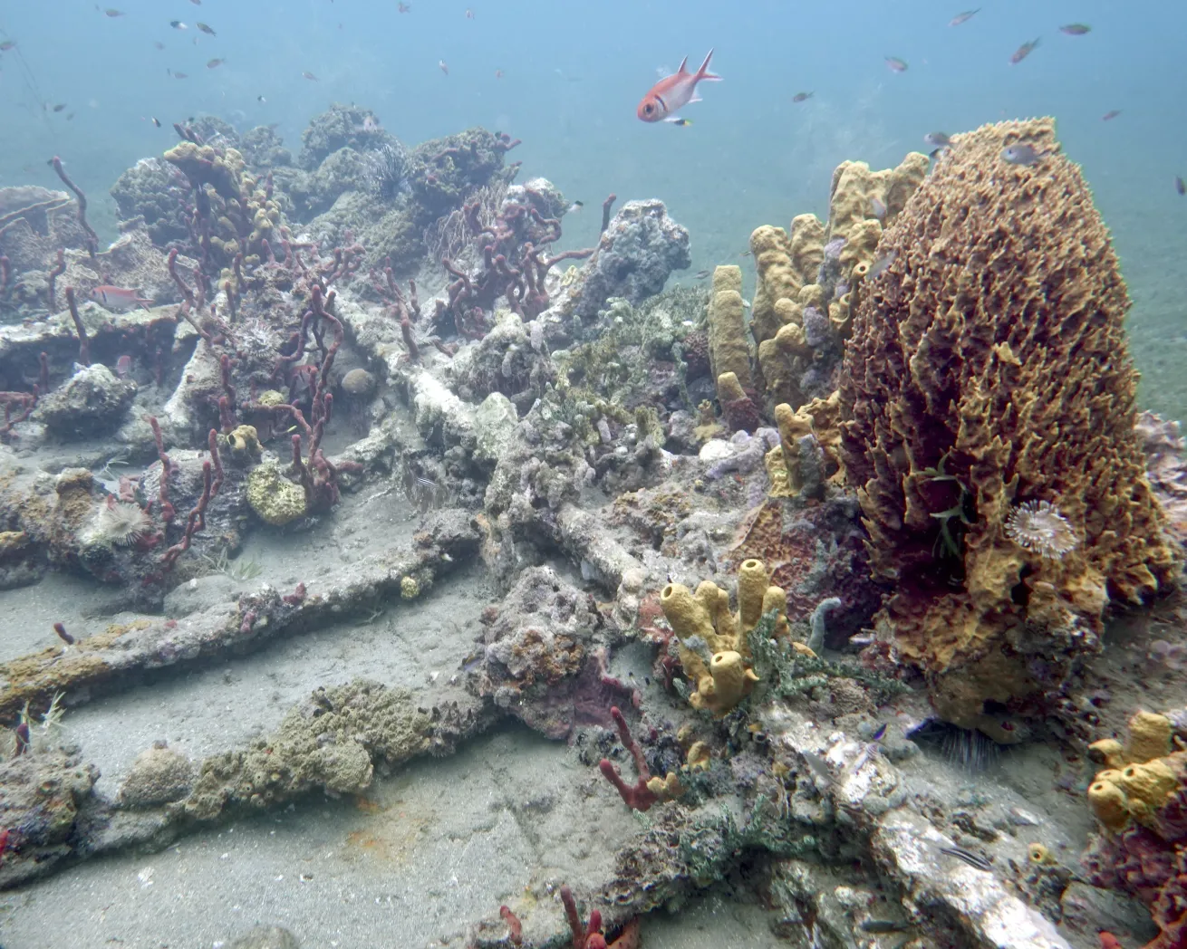 The aquarium-like wreck, L'Amelie has been reclaimed by reef.