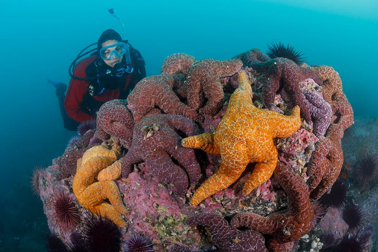 *Pisaster ochraceus* sea stars at Redfish Rocks Marine Reserve.