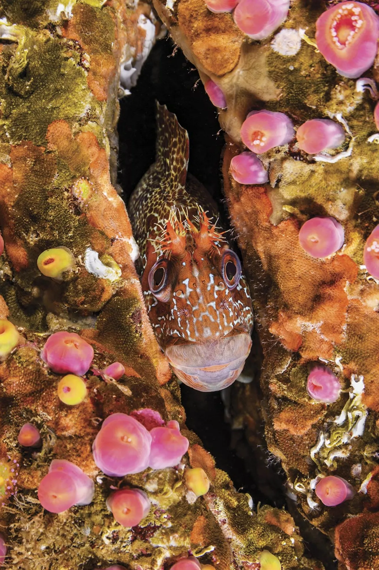 A tompot blenny (Parablennius gattorugine) squeezes into a rocky crevice.