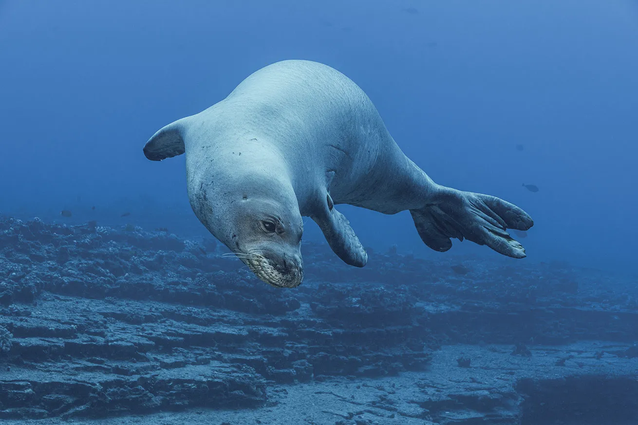 The endangered Hawaiian monk seal enchants visitors who come to dive Ni’ihau.