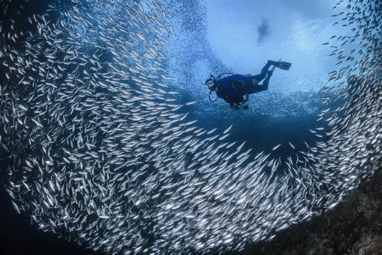 a diver swims through a sardine run moalboal