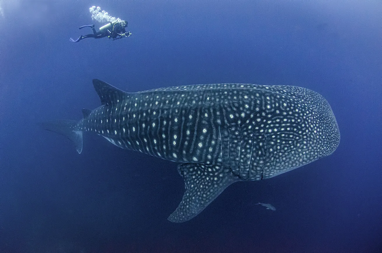 Despite their immense size, whale sharks remain among the more elusive fish species patrolling the ocean.
Despite their immense size, whale sharks remain among the more elusive fish species patrolling the ocean.