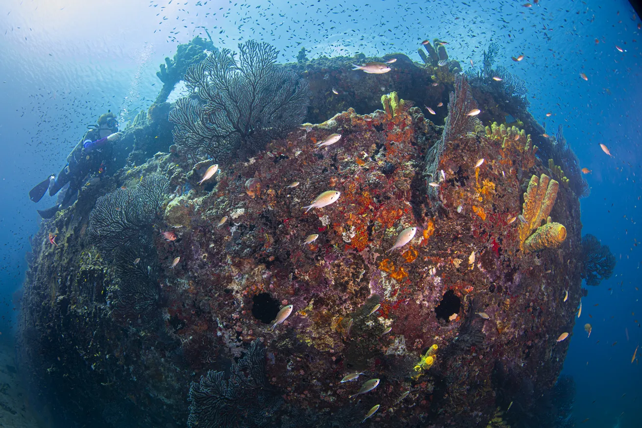 The *Lesleen M* wreck is covered with abundant life and fish.