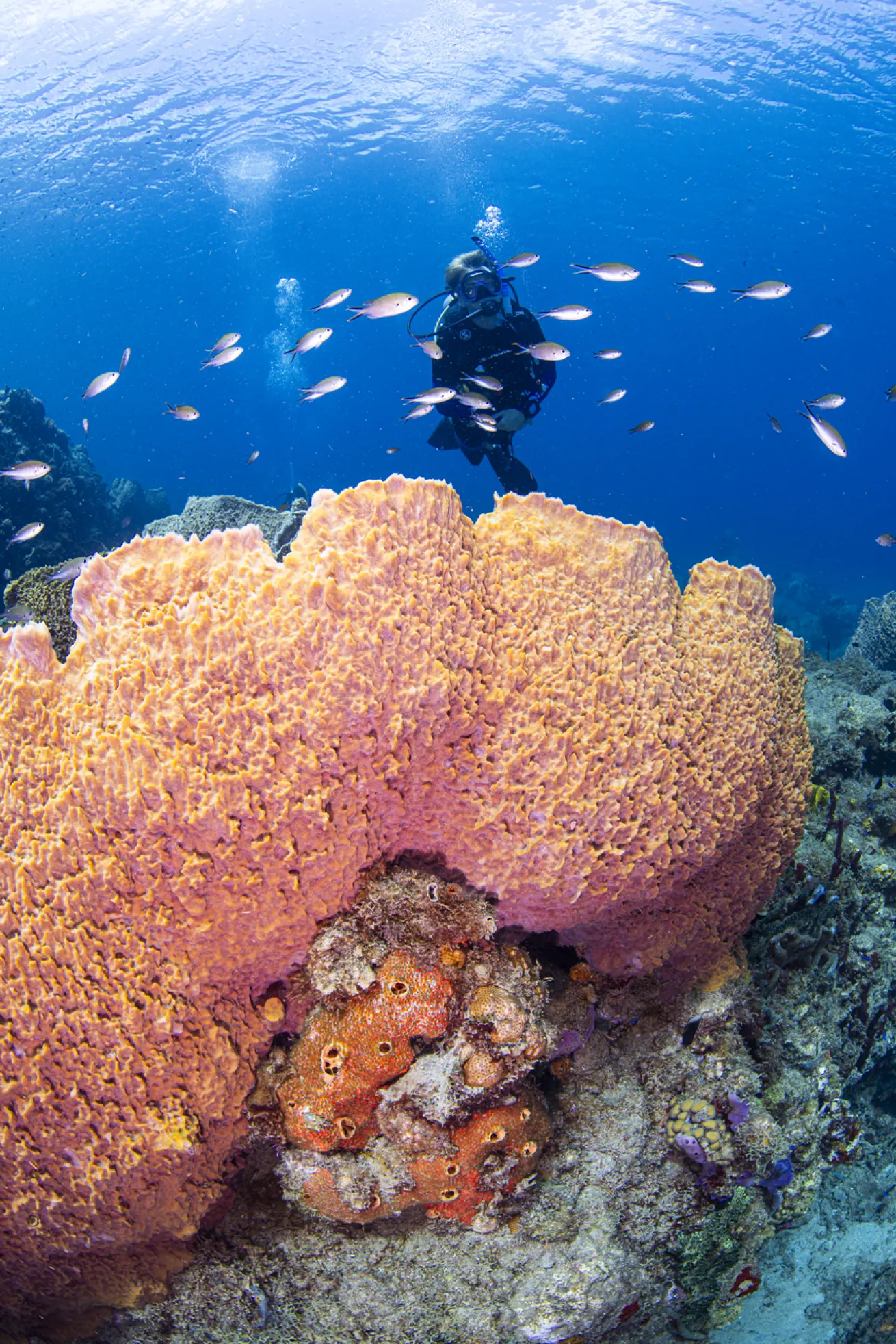 Stephen fins over a curved sponge