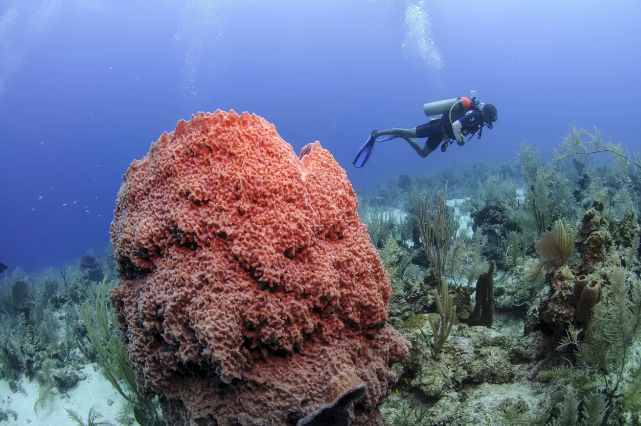 Belize’s lush rainforests and vibrant wall dives offer stunning scenery above and below.