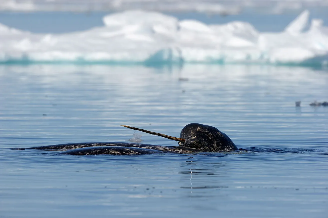 narwhal