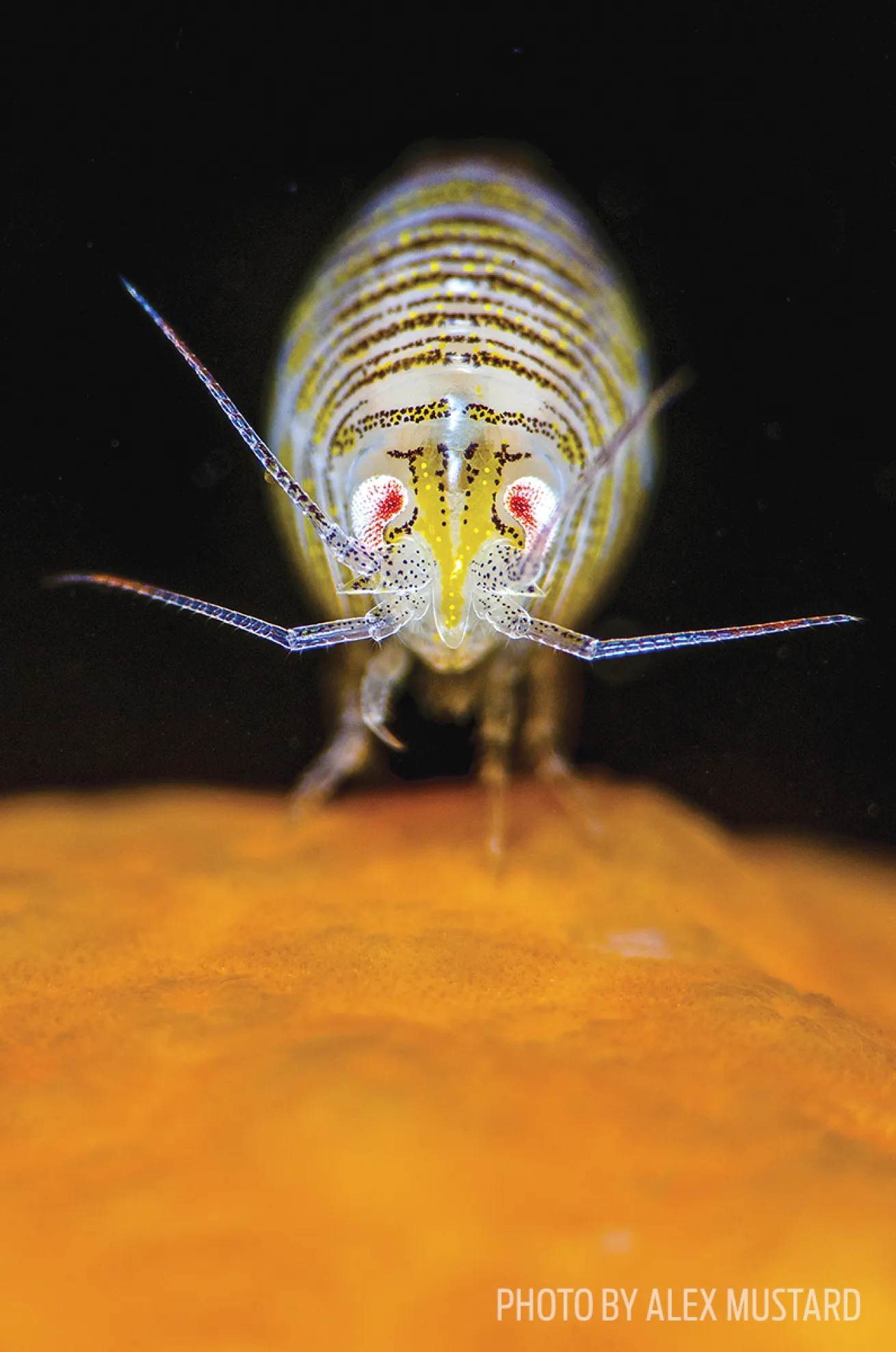 amphipod scotland