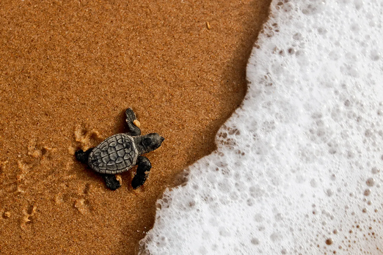 Baby sea turtle walks into ocean