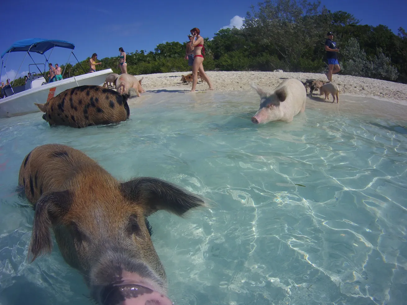 Bahamas swimming pigs