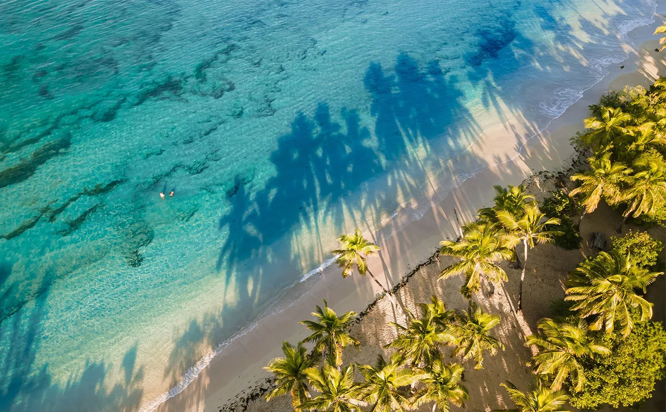 diving martinique crystal clear beach with palm trees