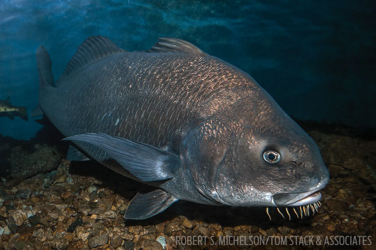 Black Drum 