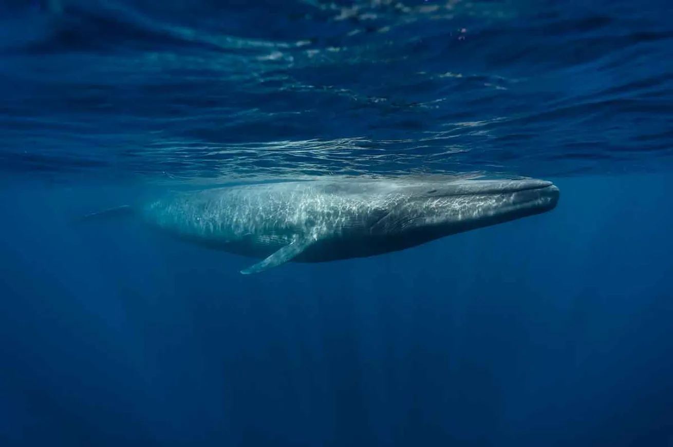 blue whale swimming speed