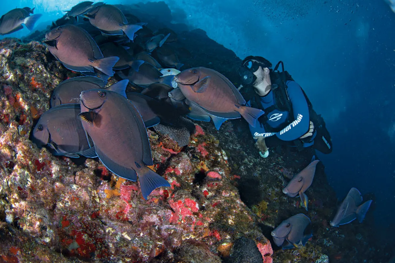 school of blue tang