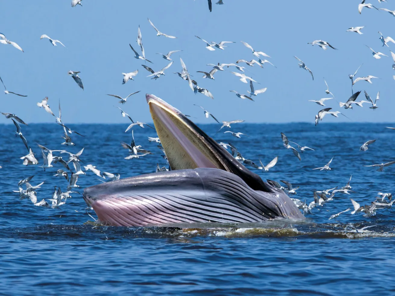 Brydes Whale
