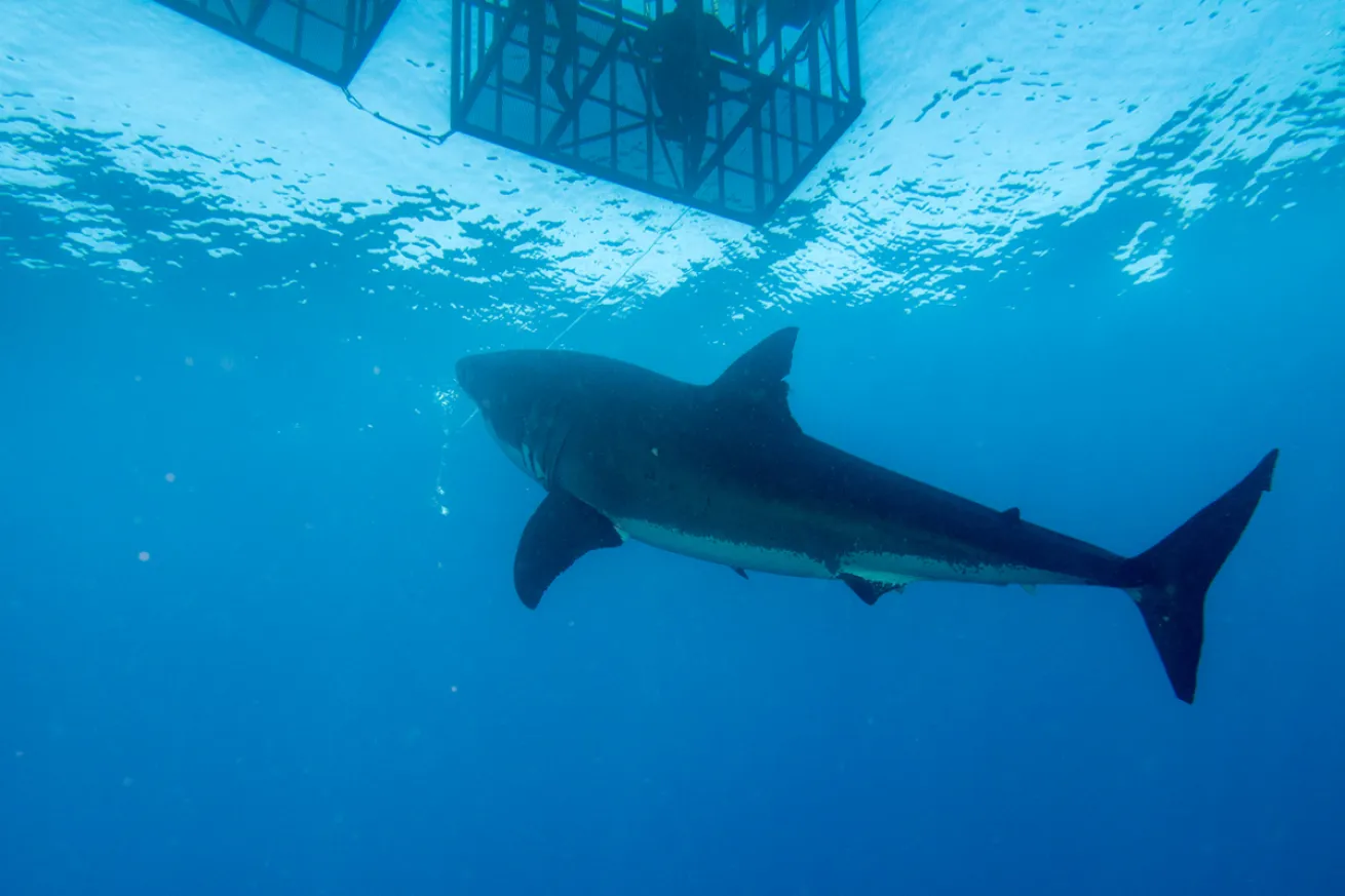 Australia great white shark cage diving 