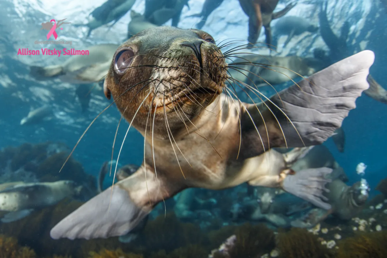 california sea lion
