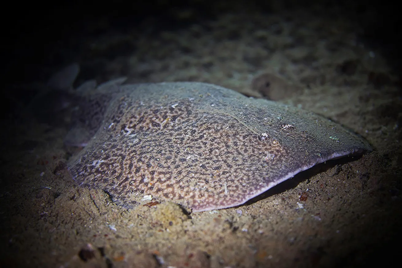Massive marbled electric ray