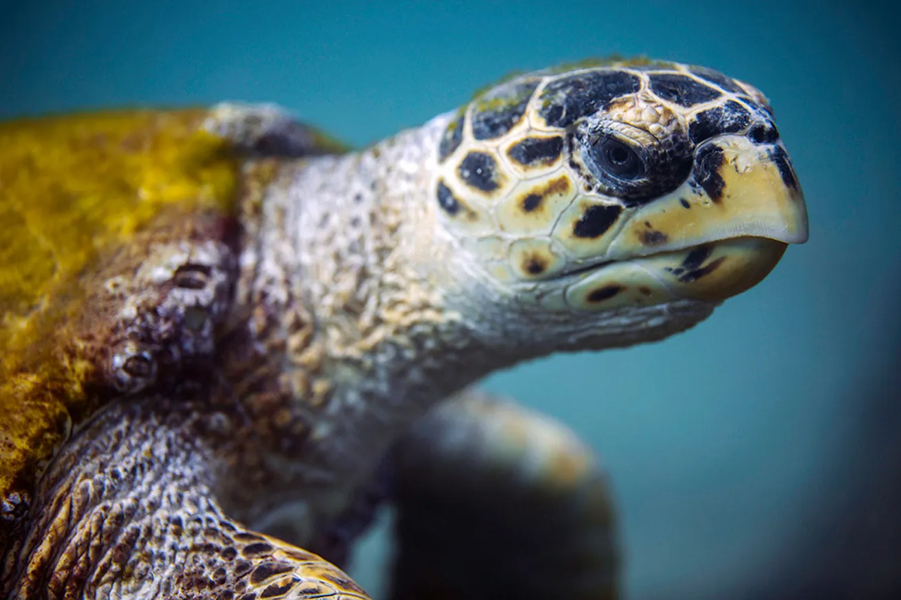 Wild turtle on Othman reef