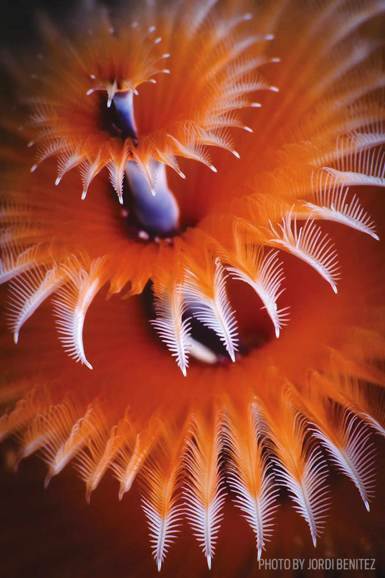 christmas tree worm photo