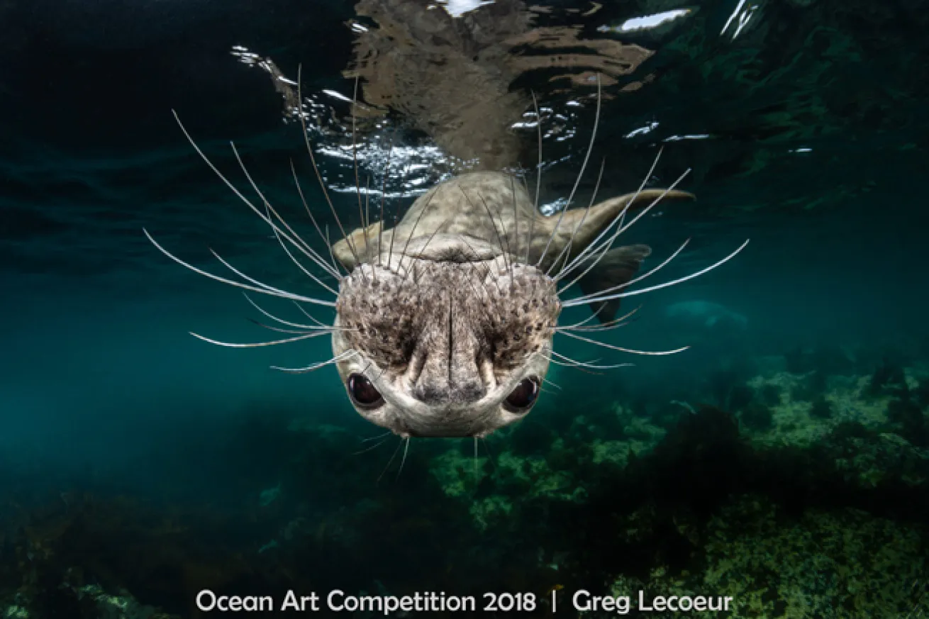 ocean art 2018 contest winner cold water