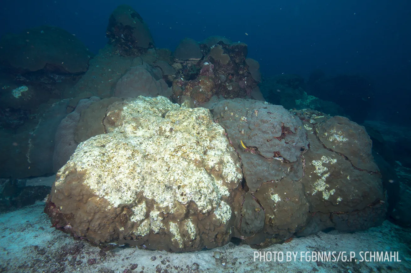 mortality event coral gulf of mexico