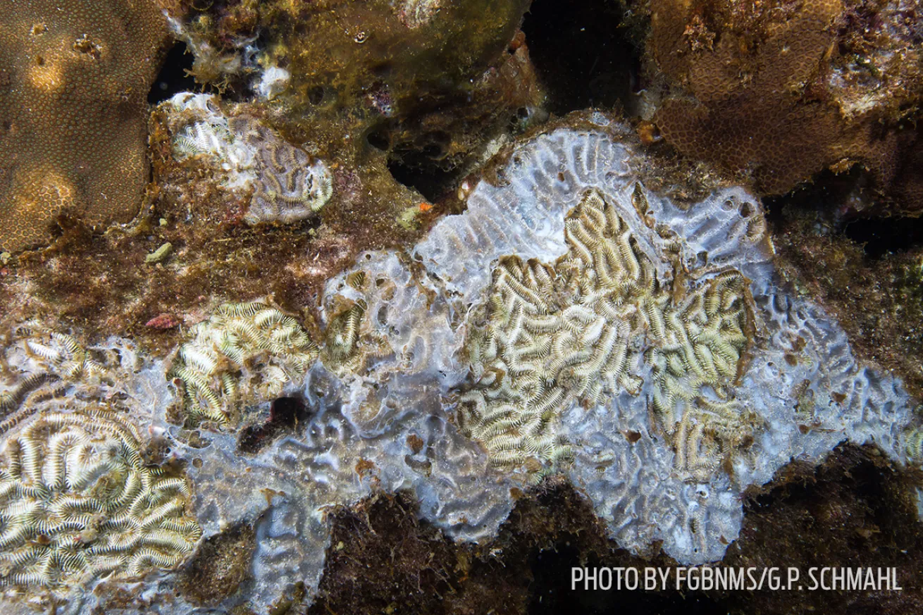 mortality event coral gulf of mexico