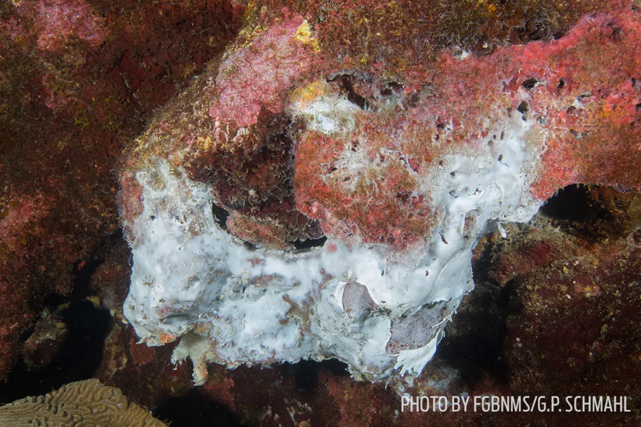 mortality event coral gulf of mexico