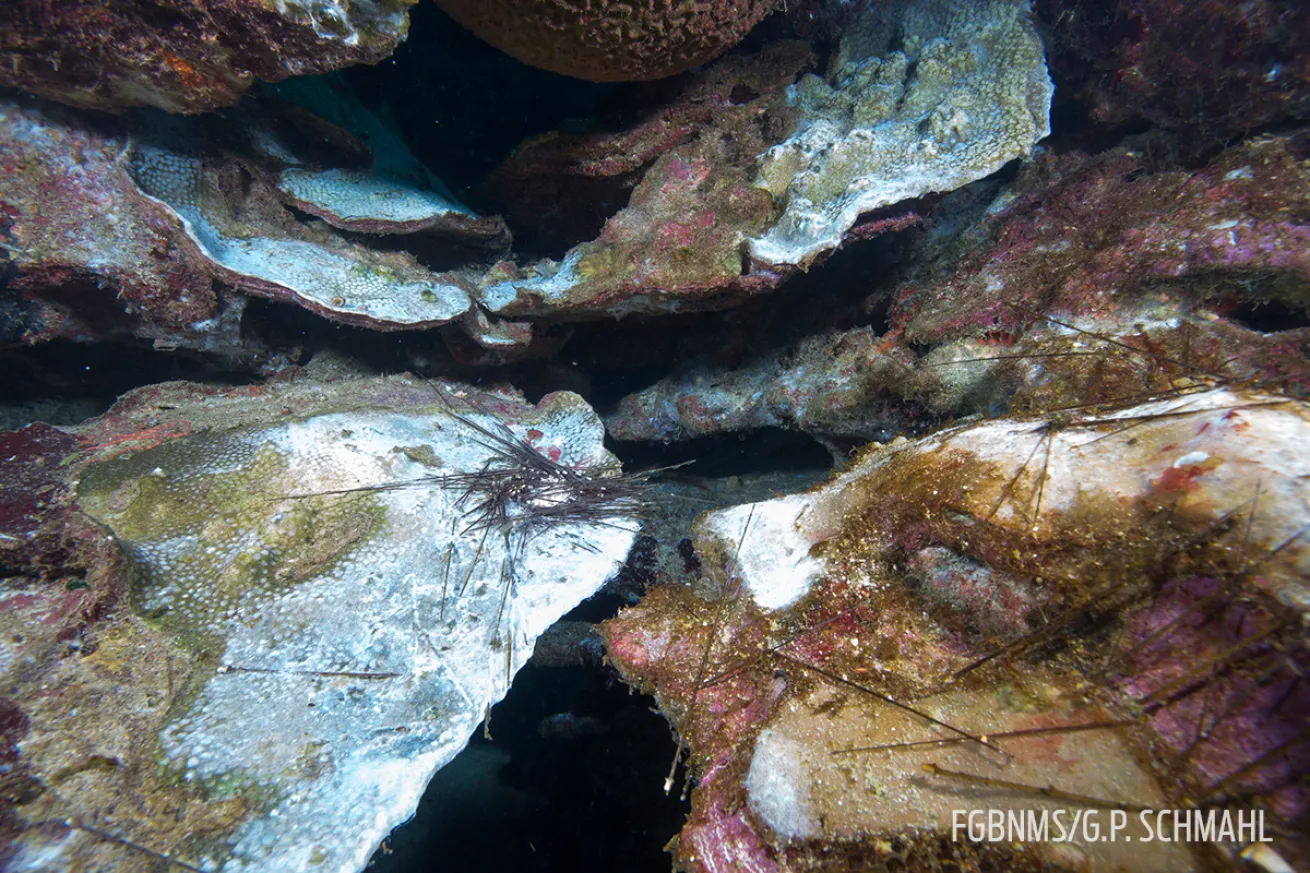 mortality event coral gulf of mexico