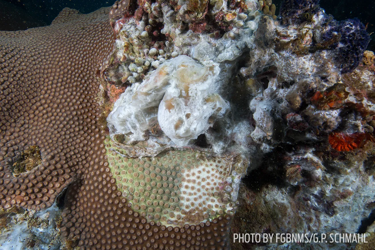 mortality event coral gulf of mexico