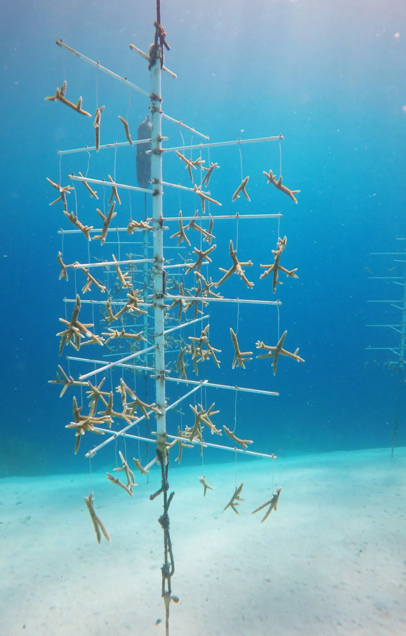 coral tree curacao