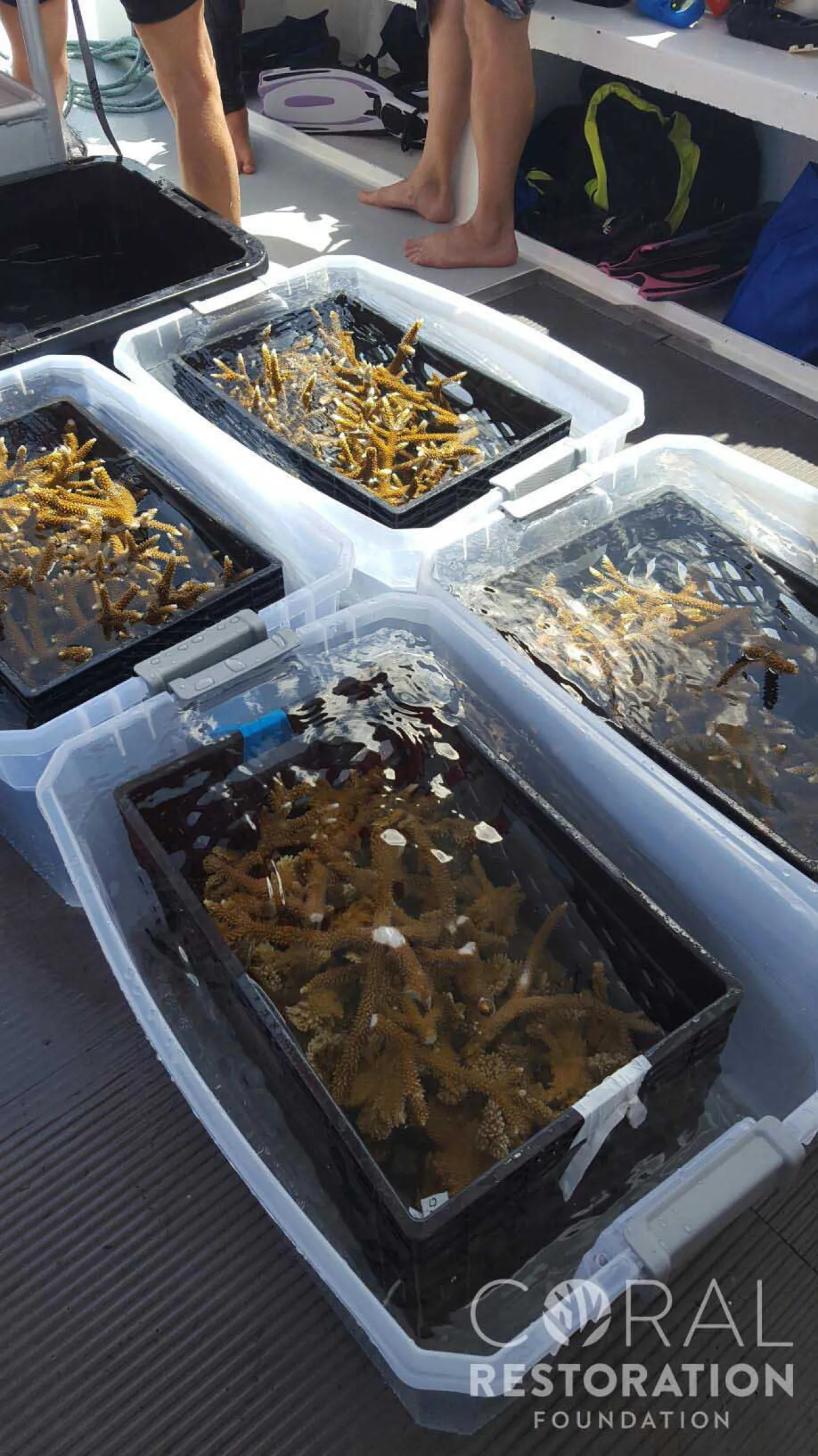 Coral Outplanting Coralpalooza
