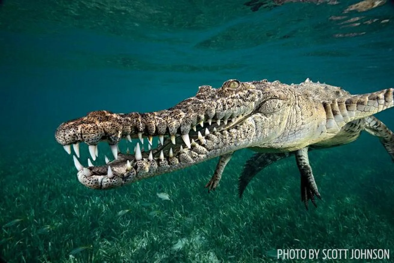 An American saltwater crocodile smiles for the camera at La Boca de Piedra Chiquita.