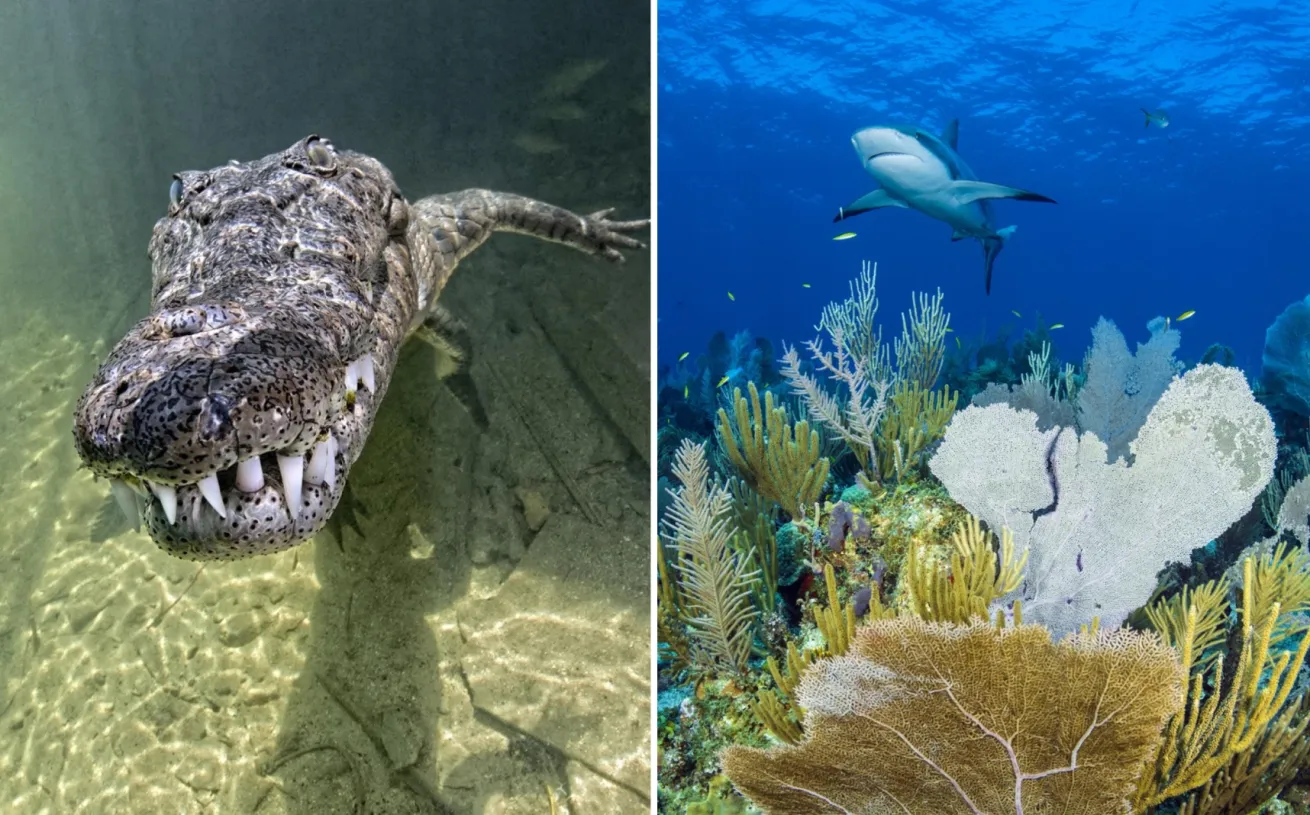 From left: An American crocodile patrols the mangroves. Caribbean reef sharks are almost guaranteed on dives in Jardines de la Reina.
