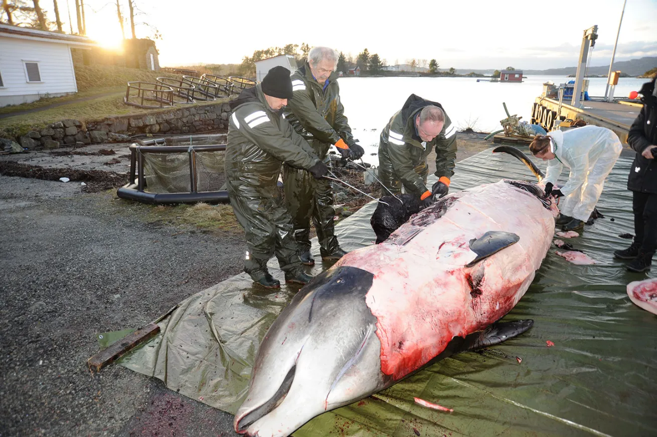 Cuvier's beaked whale is cut open for autopsy