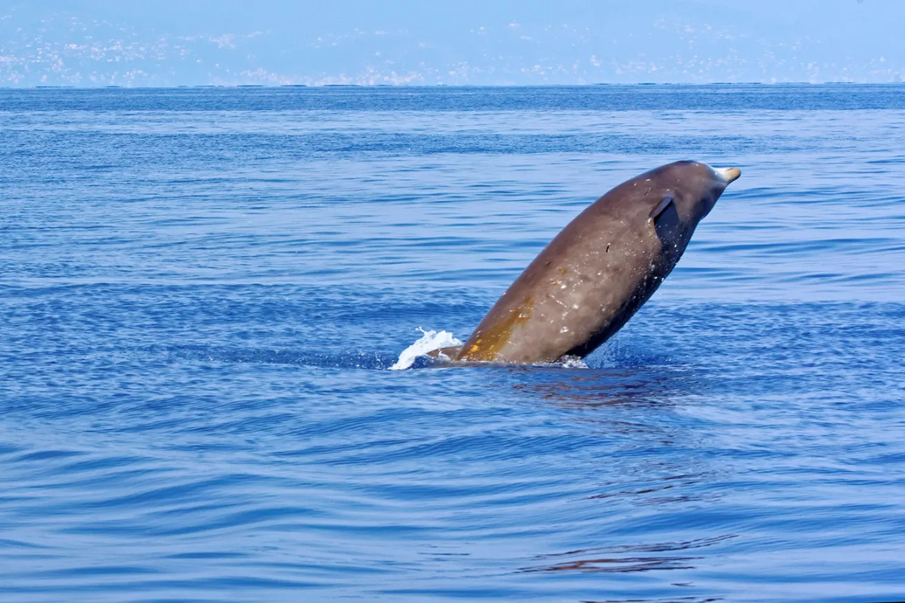 Cuvier's beaked whale