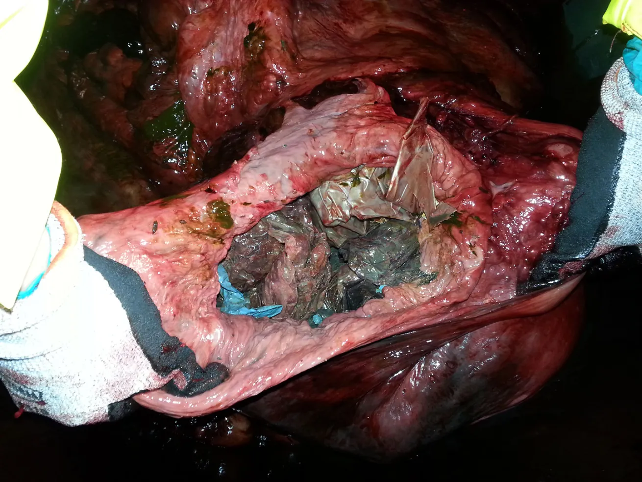 the stomach contents of the Cuvier's beaked whale