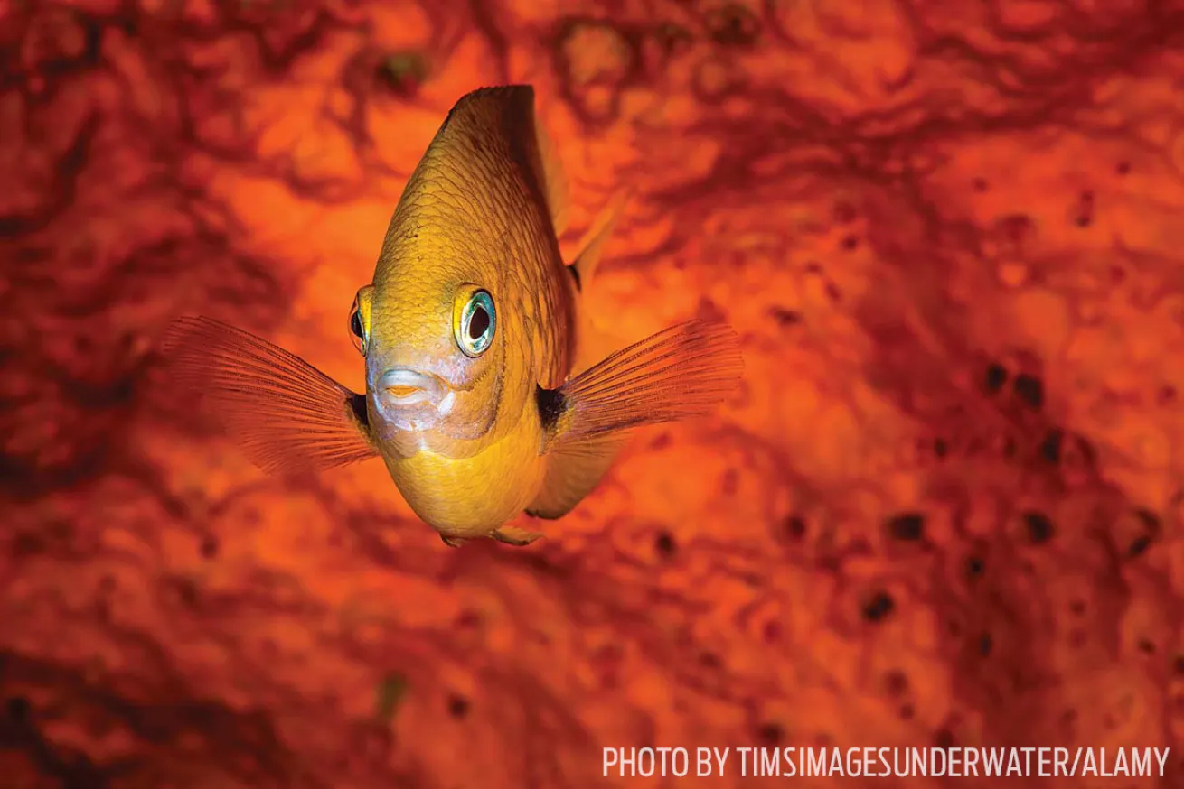 damselfish fish id tips