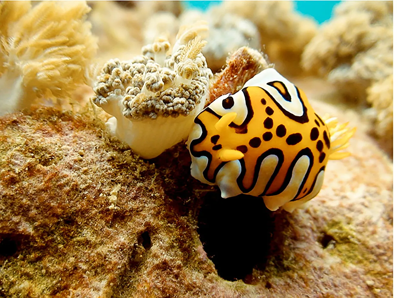 A nudibranch crawls along the reef in search of its next meal.