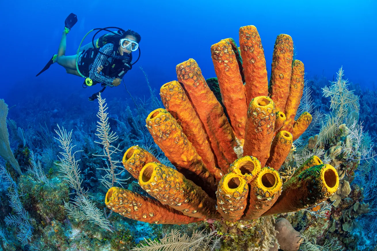 A person swimming underwater with corals